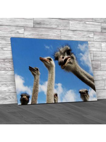 Inquisitive Ostrich Canvas Print Large Picture Wall Art