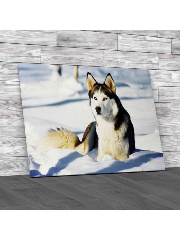 Chukchi Husky Sitting In Snow Canvas Print Large Picture Wall Art